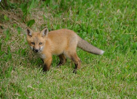 Young Fox Are You Looking At Me Photograph by Sandra Updyke - Pixels