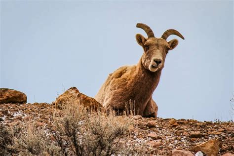 Seeing Wildlife in Black Canyon (Plus FREE Printables!) – Trail Trompers