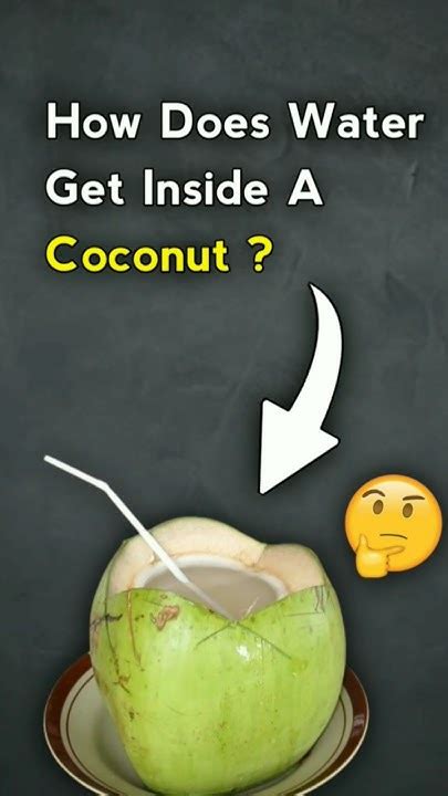 How Does Water Get Inside A Coconut Youtube