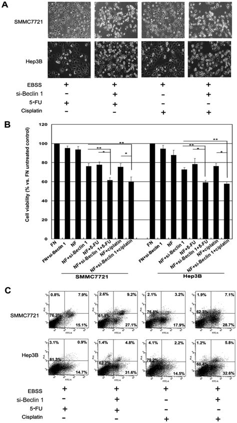 Inhibition Of Autophagy In Hepatocarcinoma Cells Promotes