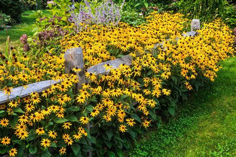 How To Grow And Care For Black Eyed Susan Flowers