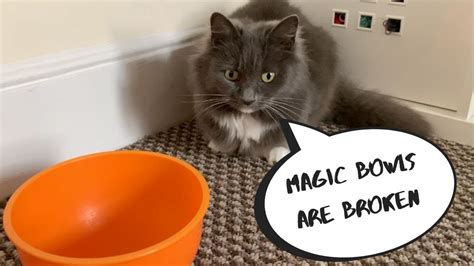 Cats Funny Reaction To Magic Bowls Funny Cats Funny Reaction Cats