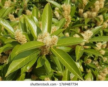 Cherry Laurel German Lorbeerkirsche Kirschlorbeer Prunus Stock Photo