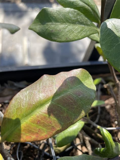 Help Identifying Spots On Jasmine Leaves Rplantclinic