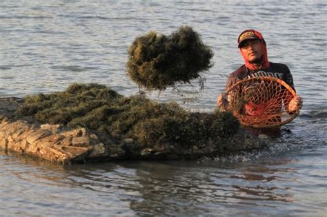 Genjot Hilirisasi Rumput Laut Kantor Luhut Mau Luncurkan Pusat Riset