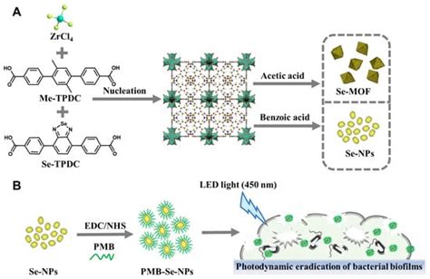 Pharmaceutics Free Full Text Synergistic Photodynamic Antibiotic Therapy With Photosensitive