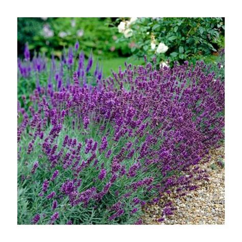 English Lavender Lavandula Angustifolia Frank P Matthews Sales Shop