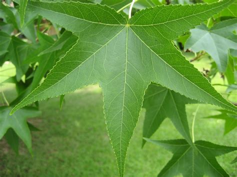 Discovering His Creation: Sweet Gum Tree (Liquidambar styraciflua)