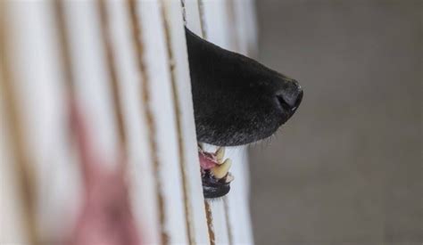 Veterinario Qued Ciego Tras Ataque De Un Perro Familiares Ponen En