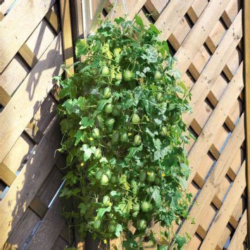 PotatoPot Für Kartoffelernte im Topf Terrassenpflanzen