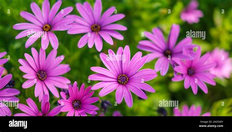 Pink Flowers African Daisies Osteospermum In Garden Stock Photo Alamy