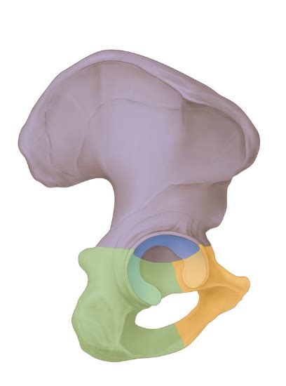 Lateral View Of Right Hip Bone Diagram Quizlet