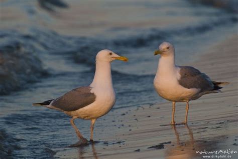 Silbermöwe Larus Argentatus Laridae mehrere Tiere am Wasser direkt