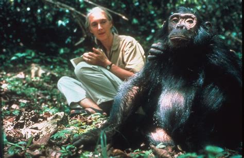 Fotos Jane Goodall Y Sus Chimpancés Honoris Causa Ciencia El PaÍs