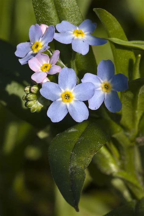 Small Blue Flowers With Yellow Centers On Green Leaves