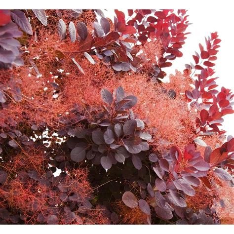 Online Orchards Gal Royal Purple Smokebush Shrub Colorful Plumes