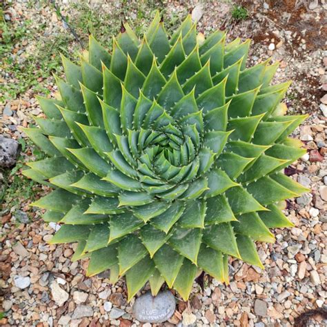 Aloe Polyphylla