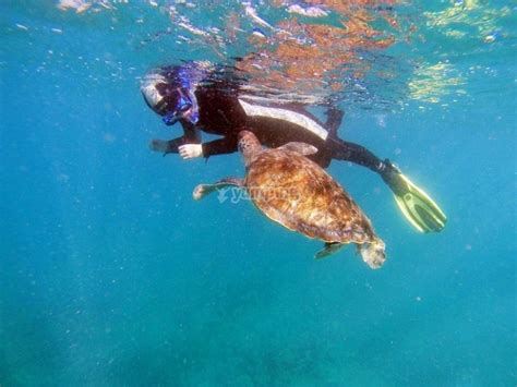 Bautismo de buceo con tortugas, Bahía de las Rayas desde 75€ - Yumping.com