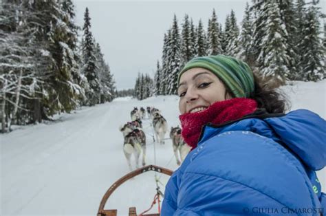 Vivere Una Grande Avventura Con I Cani Da Slitta In Lapponia