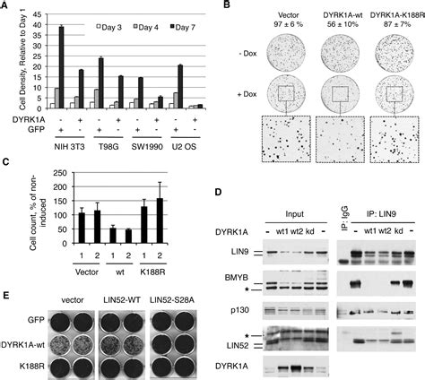 Dyrk1a Protein Kinase Promotes Quiescence And Senescence Through Dream