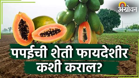 Papaya Farming पपई शेतीची संपूर्ण माहिती पपईची बेस्ट व्हरायटी