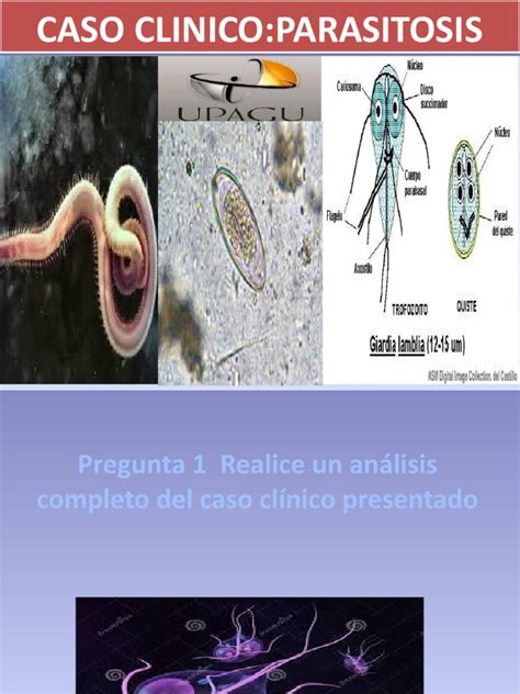 Diapos De Parasitosis Pdf Medicina Clinica Enfermedades Y Trastornos