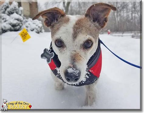 Sparky The Jack Russell Terrier