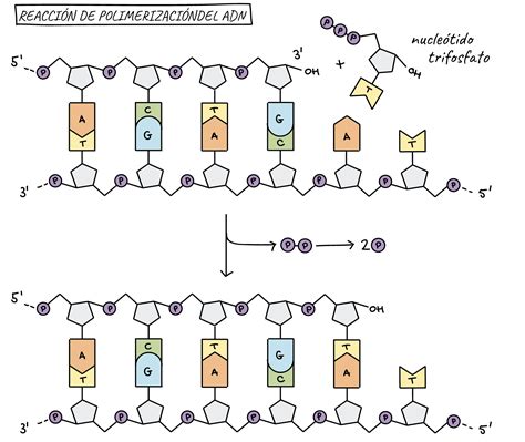 Diagrama De Adn