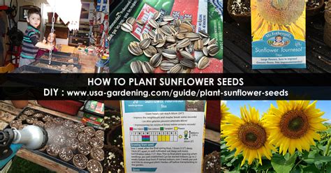 Planting Sunflower Seeds