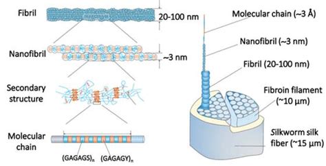 Silk Fibroin Nanofibers Development Lifeasible