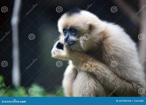 Hainan Black Crested Gibbon Stock Photo - Image of hainanus, closeup: 247395196