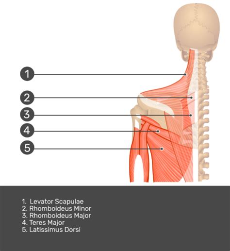 Trapezius Muscle Getbodysmart