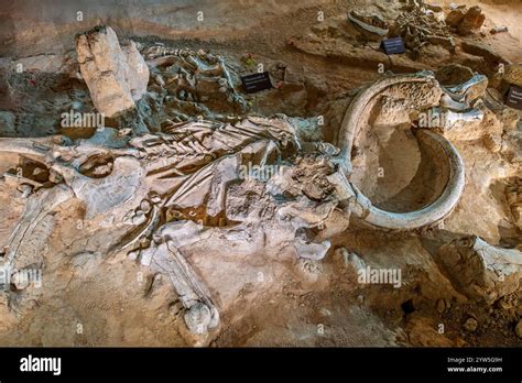 fossil   columbian mammoth mammuthus columbi  waco mammoth