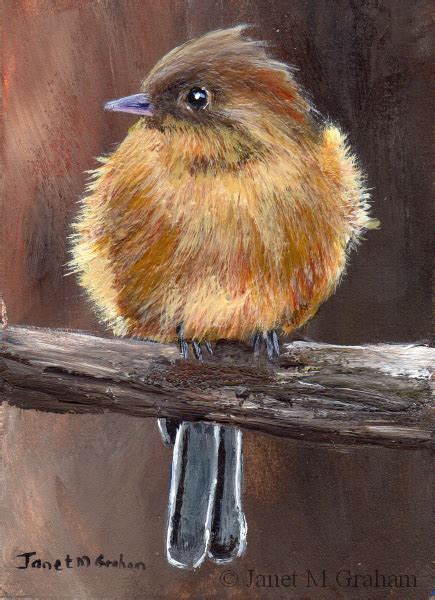 Janet M Graham S Painting Blog Tufted Flycatcher ACEO In Acrylics