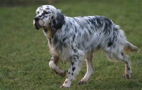 Long-Haired Dogs: Small, Medium & Large Breeds List | Petaddon