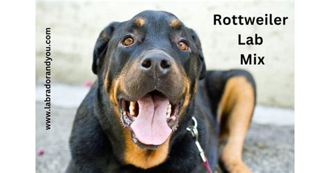 Rottweiler Lab Mix FAQs & Complete Guide