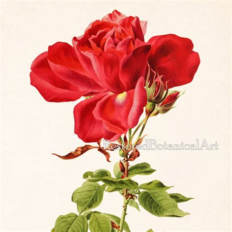 Rose Art Wall Print Rose Print Rose Vintage Illustration Etsy