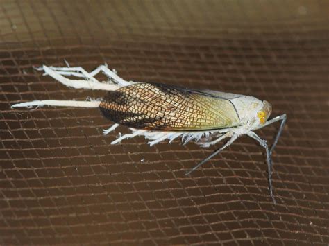 Pterodictya Reticularis Wax Tailed Planthopper Amazon Flickr