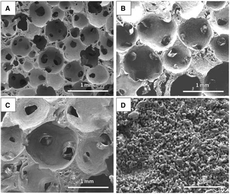 Ectopic Osteogenesis And Angiogenesis Regulated By Porous Architecture