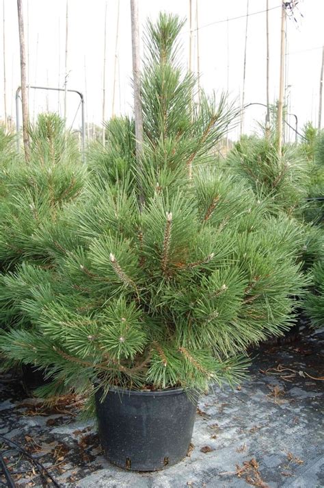 Pinus Nigra Var Austriaca CLT110 8033103739937