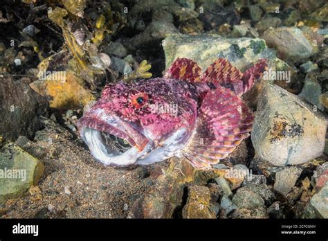 Shorthorn Sculpin Myoxocephalus Scorpius Eastport Maine Usa