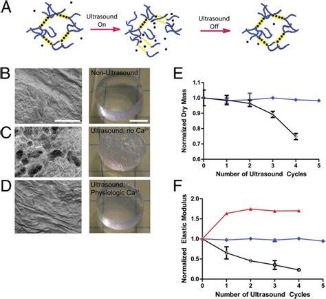 Ultrasound Induced Disruption And Self Healing Of Ionically Crosslinked