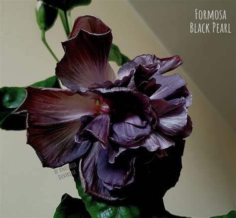 Гибискус Formosa Black Pearl-саженцы цветов в ОКС