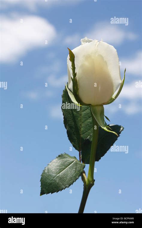 El Top 100 Imagen Una Rosa Blanca Al Cielo Abzlocal Mx