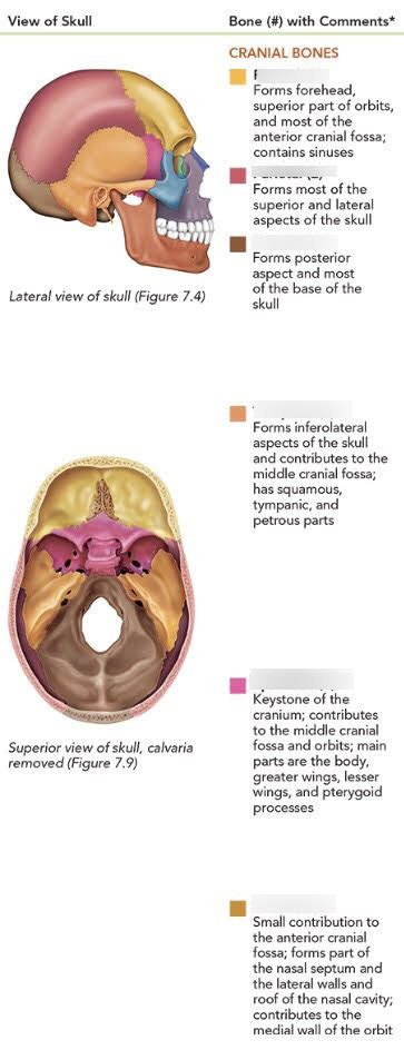 Cranial Bones Diagram | Quizlet