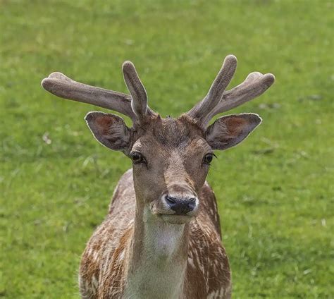 Are There Deer in Israel? Meet the Persian Fallow Deer - Israel by Locals