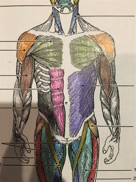 Muscle Man Diagram Hot Sex Picture