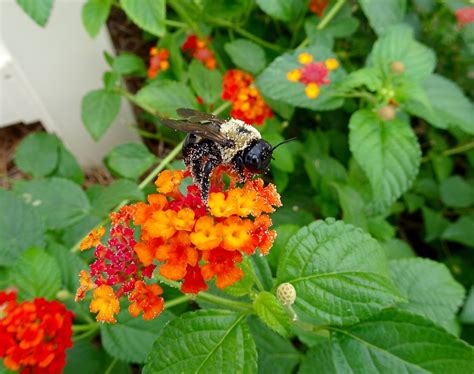 Eastern Carpenter Bee Covered In Pollen While Feeding On A Lantana Plant Smithsonian Photo