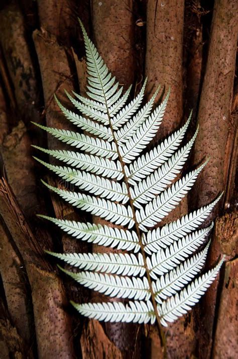 Silver Fern New Zealand. New Zealand silver fern against punga trunk ...