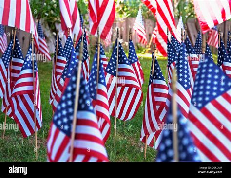 American Flags Planted In Green Lawn Stock Photo Alamy
